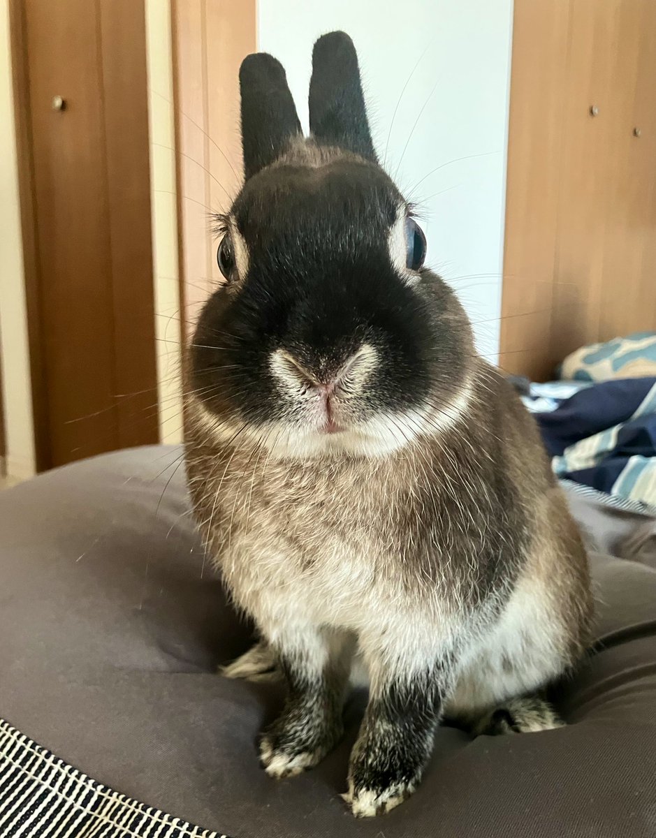 そらうさぎ tweet media