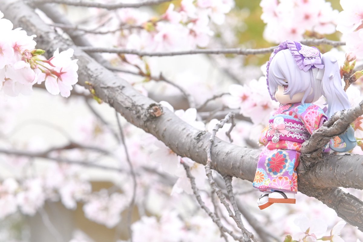 kijang_81(キジャン)@nextイドル大阪、セカイシンフォ、ミクシンフォ札幌 tweet media