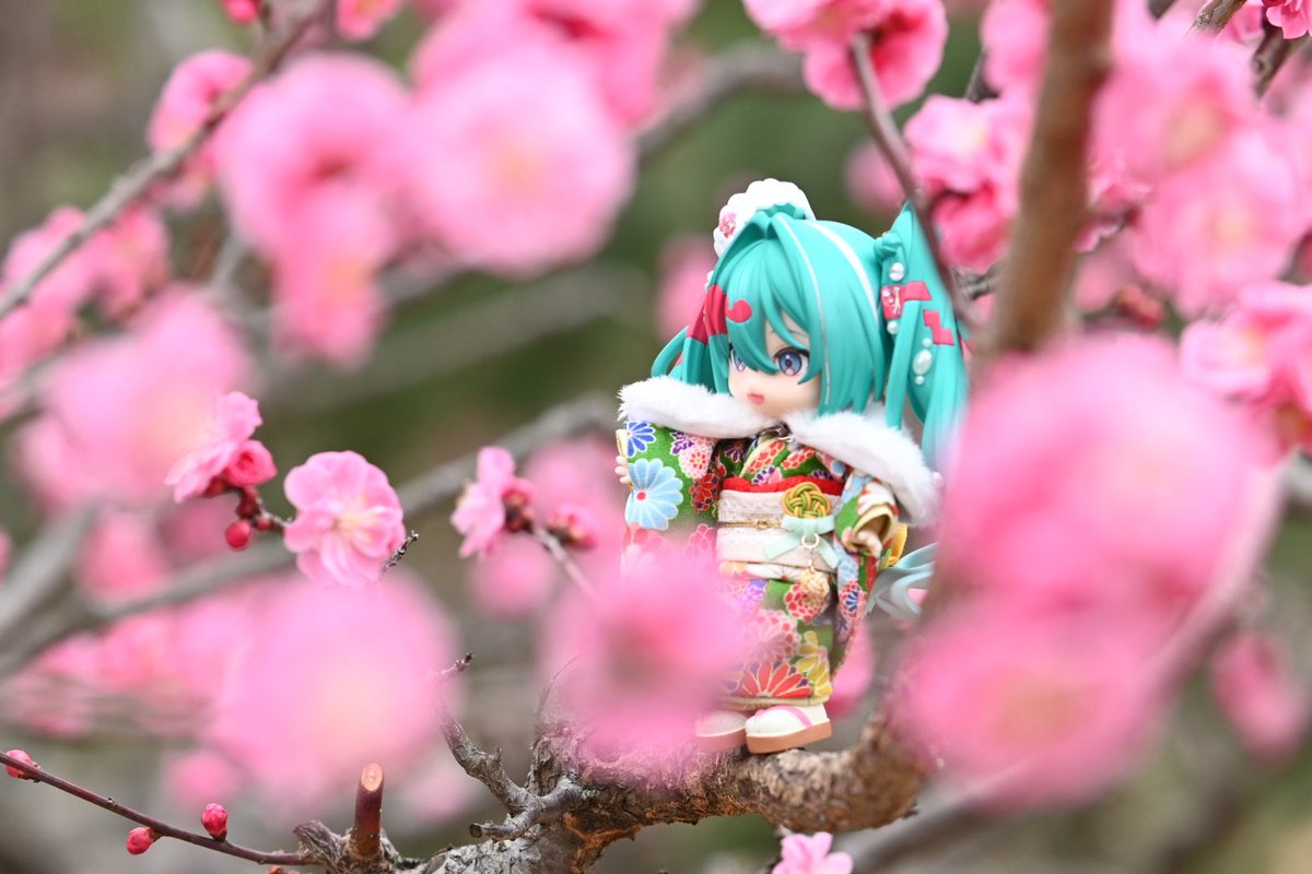 kijang_81(キジャン)@nextイドル大阪、セカイシンフォ、ミクシンフォ札幌 tweet media