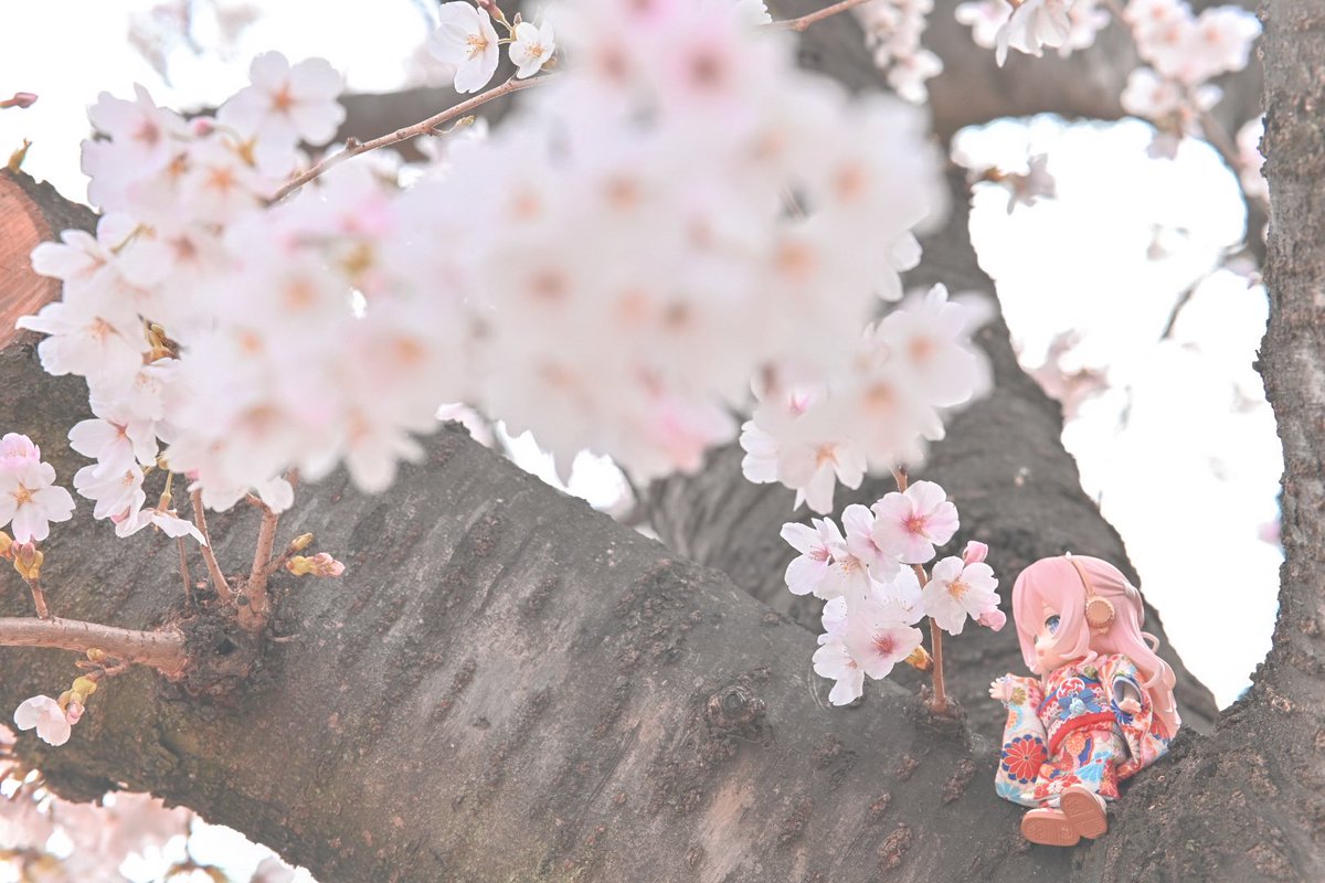 kijang_81(キジャン)@nextイドル大阪、セカイシンフォ、ミクシンフォ札幌 tweet media