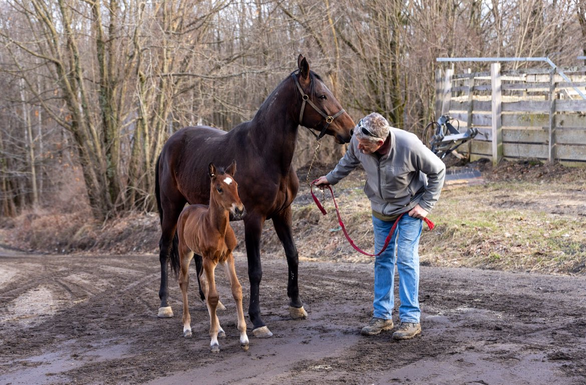 Ivory Pine Syndicate tweet media