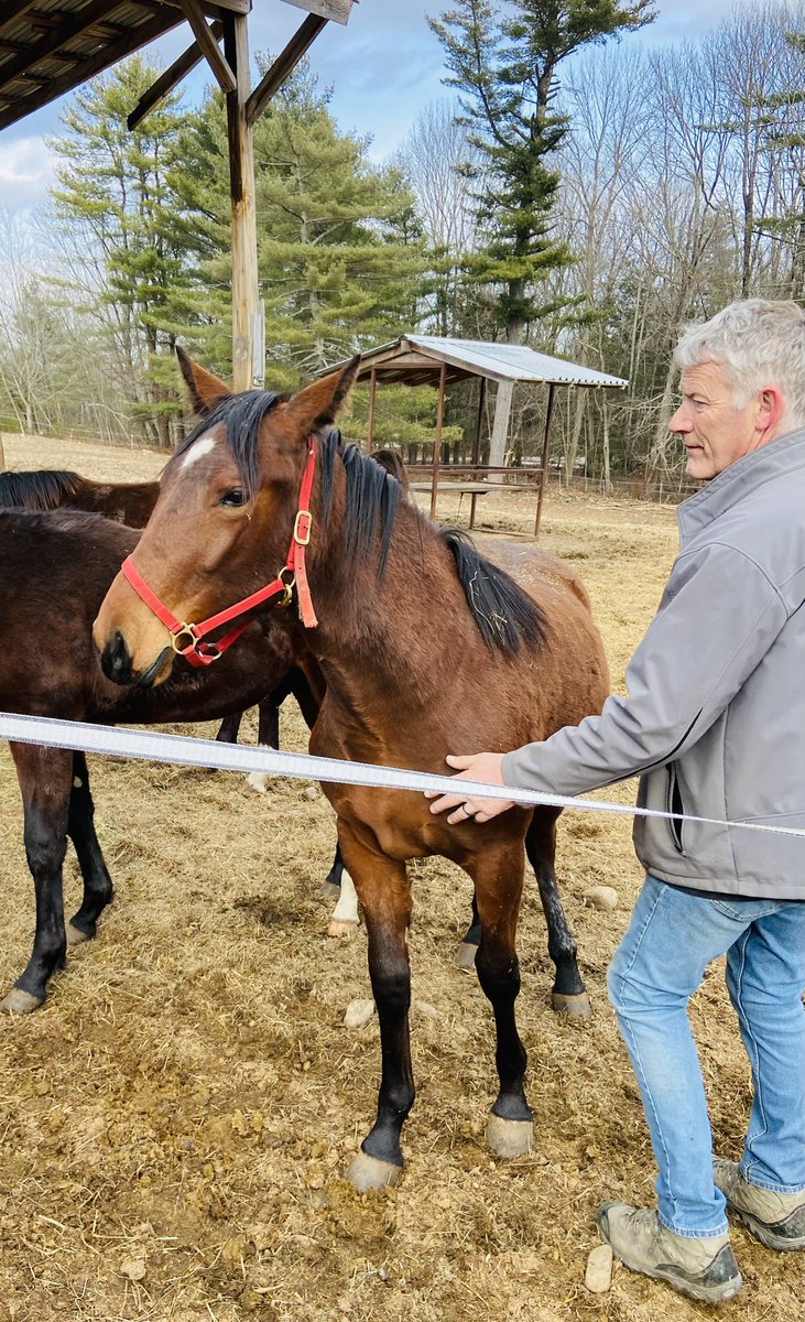 Ivory Pine Syndicate tweet media