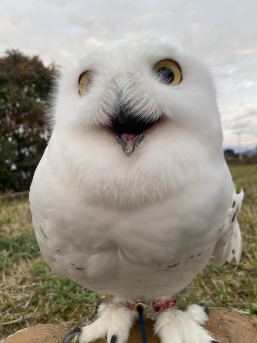 wattan0214's tweet photo. Morning walk 🦉✨

朝さんぽ

#シロフクロウ #snowyowl #fluffy #birdlovers #feathery #cute https://t.co/4bHCC6hswa
