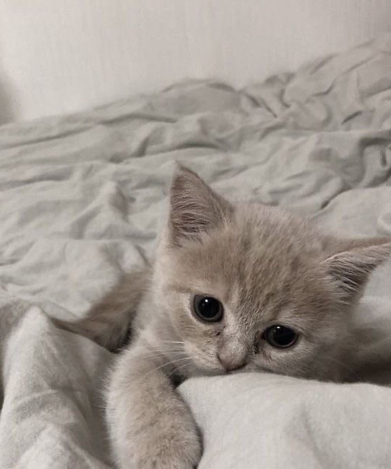 catsdotjpg's tweet photo. https://t.co/DMxo9AXwJG
