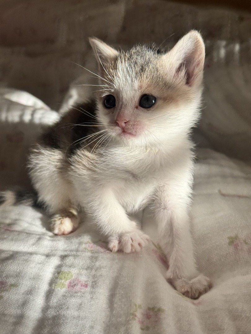 Memphis Humane Society tweet media