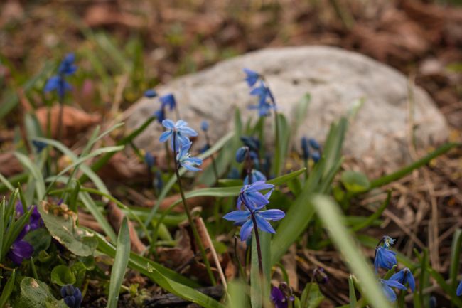 MomentsintheG's tweet image. The violets, scillas and chionodoxa increase daily in my rockery garden putting on a lovely display of blue and purple flowers.  #scilla #violets #blueflowers #purpleflowers #rockerygarden #aprilgarden #nature #momentsinthegardenphotography