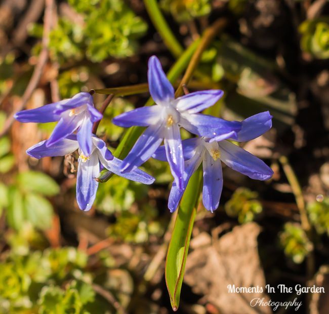 MomentsintheG's tweet image. The violets, scillas and chionodoxa increase daily in my rockery garden putting on a lovely display of blue and purple flowers.  #scilla #violets #blueflowers #purpleflowers #rockerygarden #aprilgarden #nature #momentsinthegardenphotography