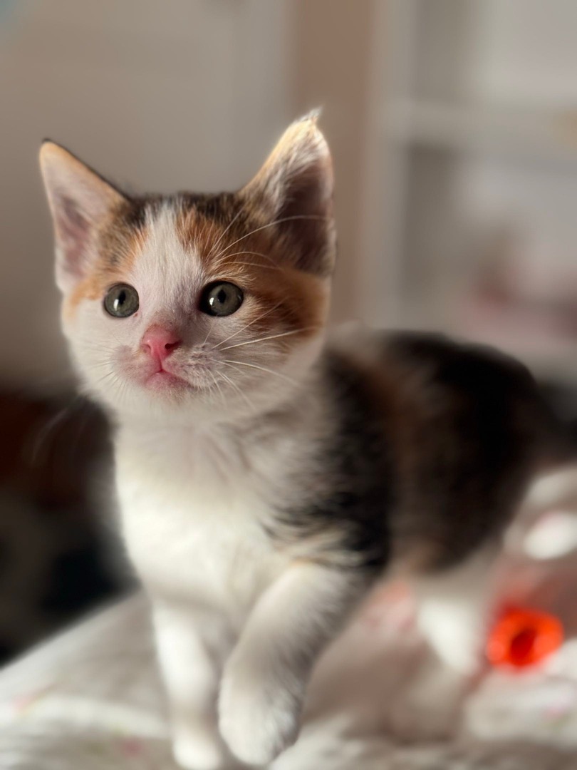 Memphis Humane Society tweet media