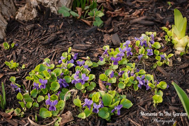 MomentsintheG's tweet image. The violets, scillas and chionodoxa increase daily in my rockery garden putting on a lovely display of blue and purple flowers.  #scilla #violets #blueflowers #purpleflowers #rockerygarden #aprilgarden #nature #momentsinthegardenphotography