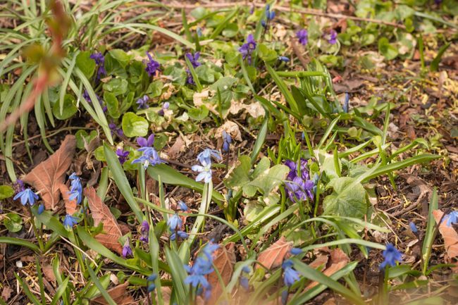 MomentsintheG's tweet image. The violets, scillas and chionodoxa increase daily in my rockery garden putting on a lovely display of blue and purple flowers.  #scilla #violets #blueflowers #purpleflowers #rockerygarden #aprilgarden #nature #momentsinthegardenphotography