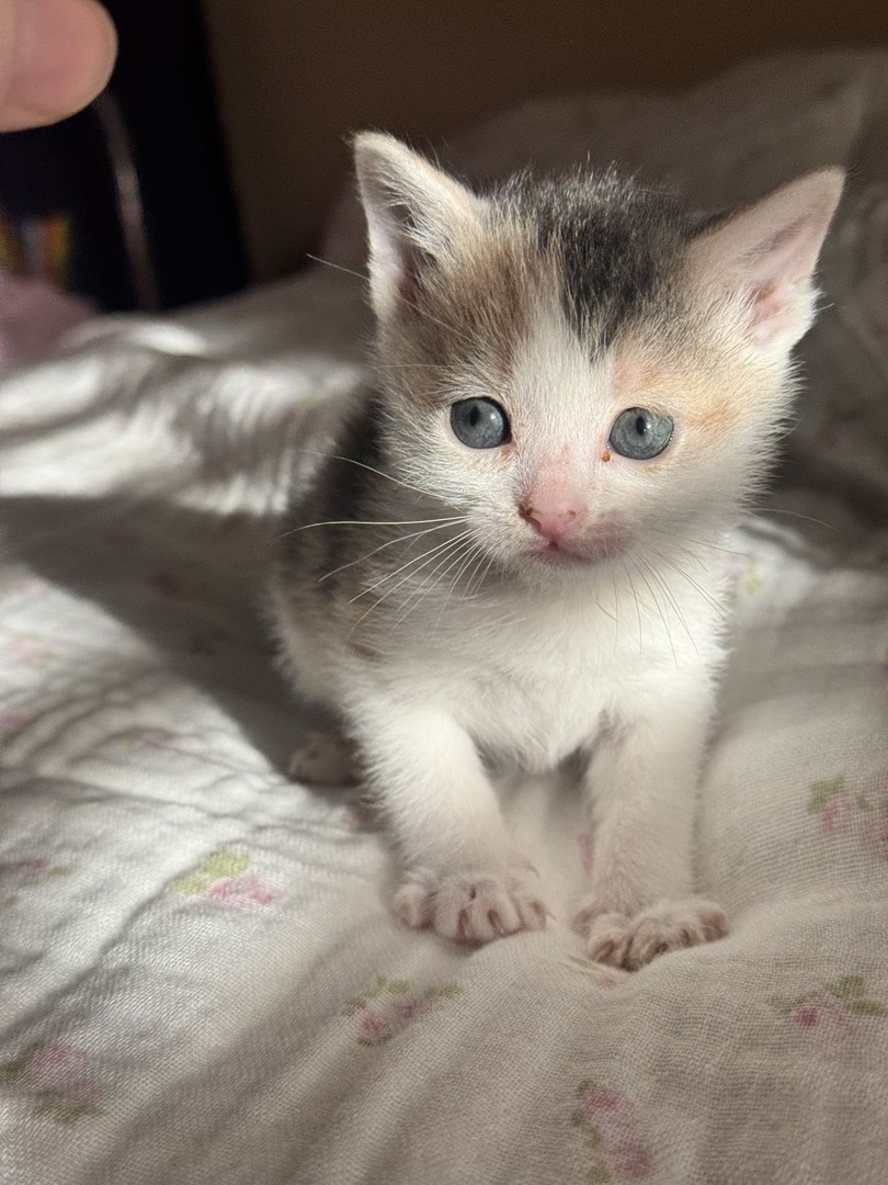 Memphis Humane Society tweet media