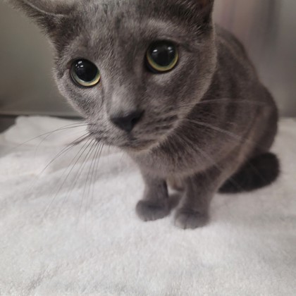 Memphis Humane Society tweet media