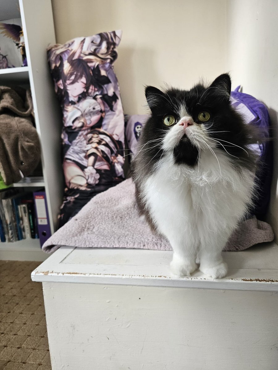 ⛧°. ⋆༺☾ 𝓩𝓮𝓵𝔂 𖤓༻⋆. °⛧ / New SSR Meteon please tweet media