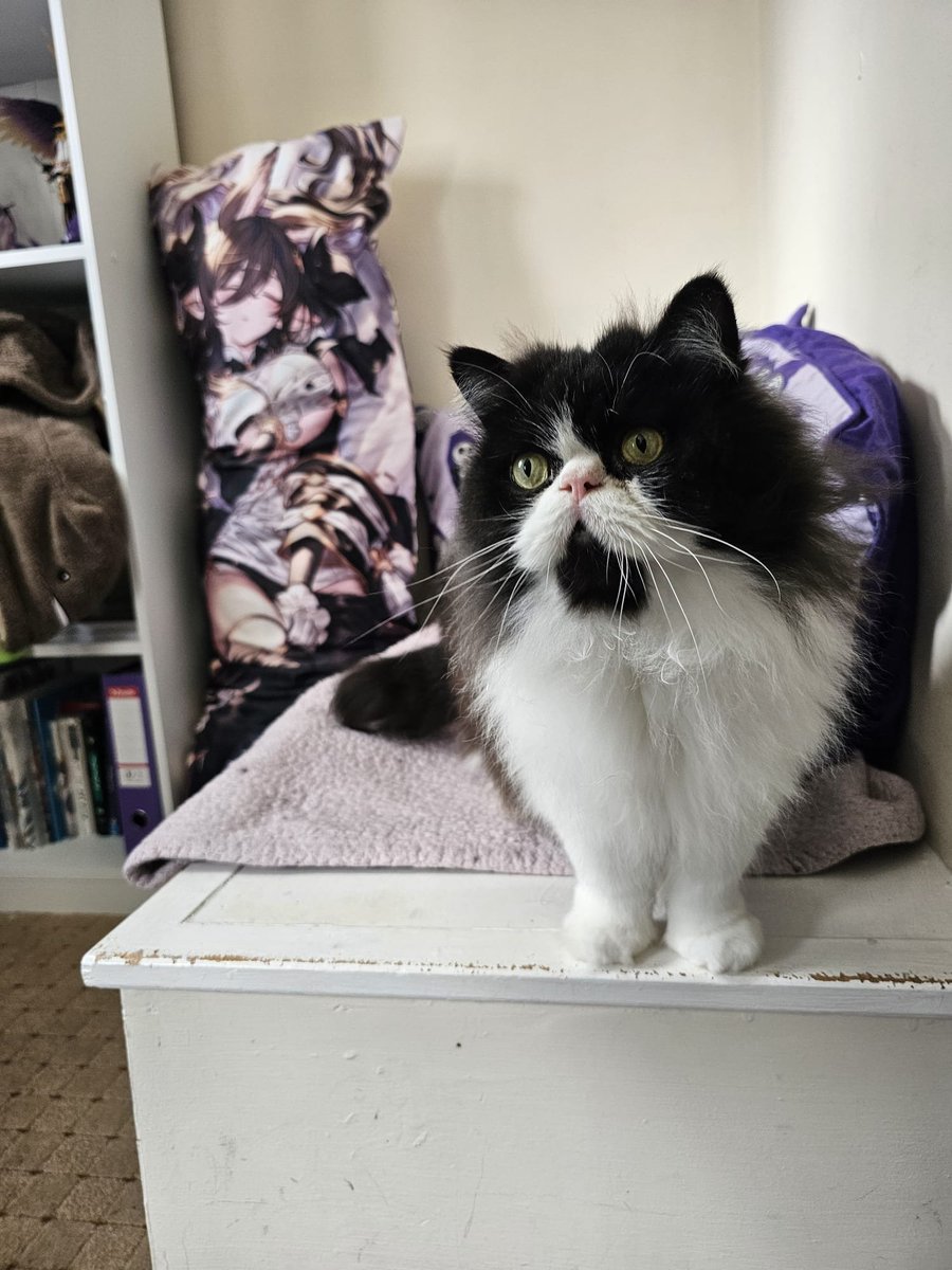 ⛧°. ⋆༺☾ 𝓩𝓮𝓵𝔂 𖤓༻⋆. °⛧ / New SSR Meteon please tweet media