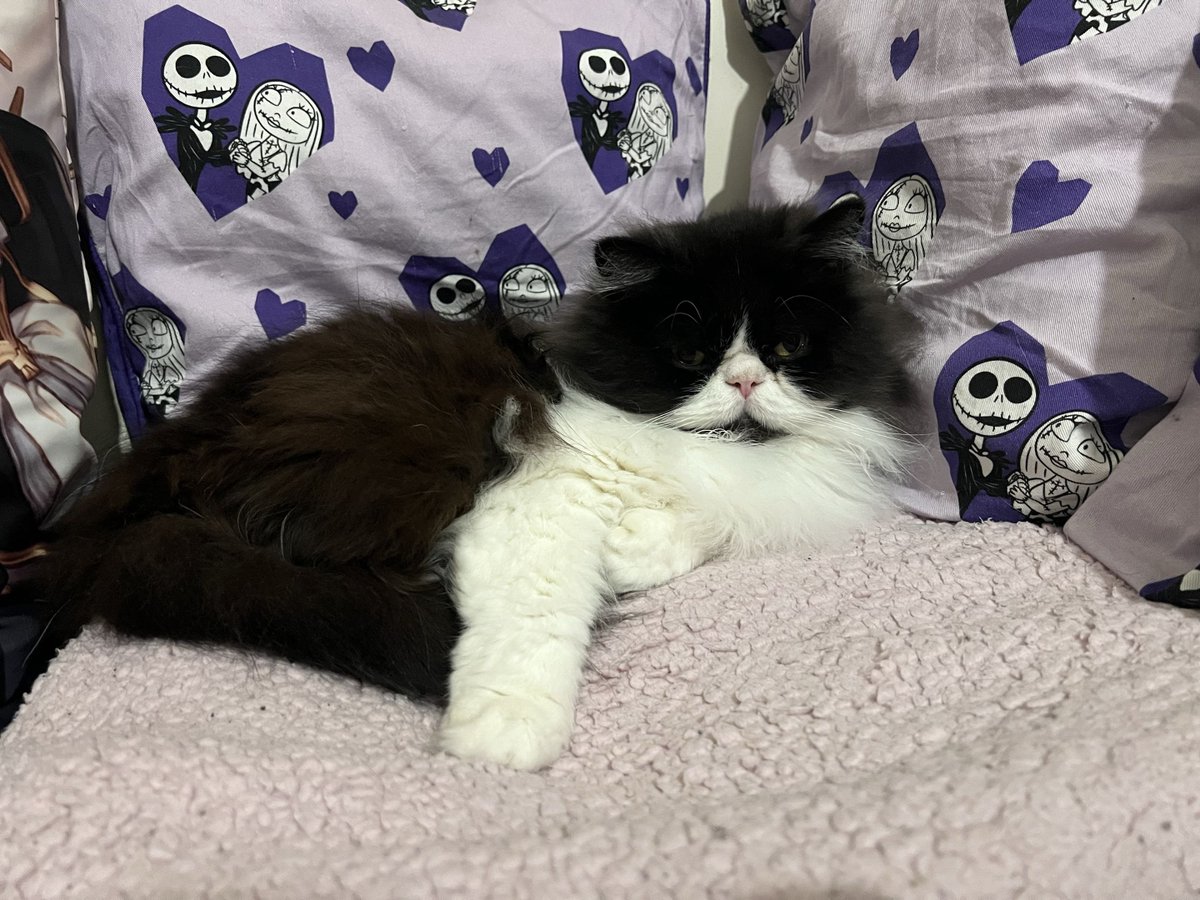 ⛧°. ⋆༺☾ 𝓩𝓮𝓵𝔂 𖤓༻⋆. °⛧ / New SSR Meteon please tweet media