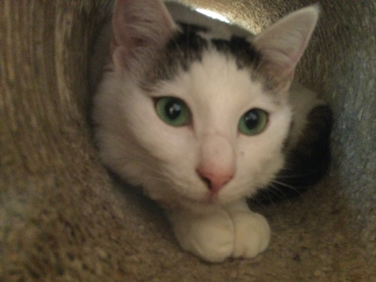 ひめぶ〜 tweet media