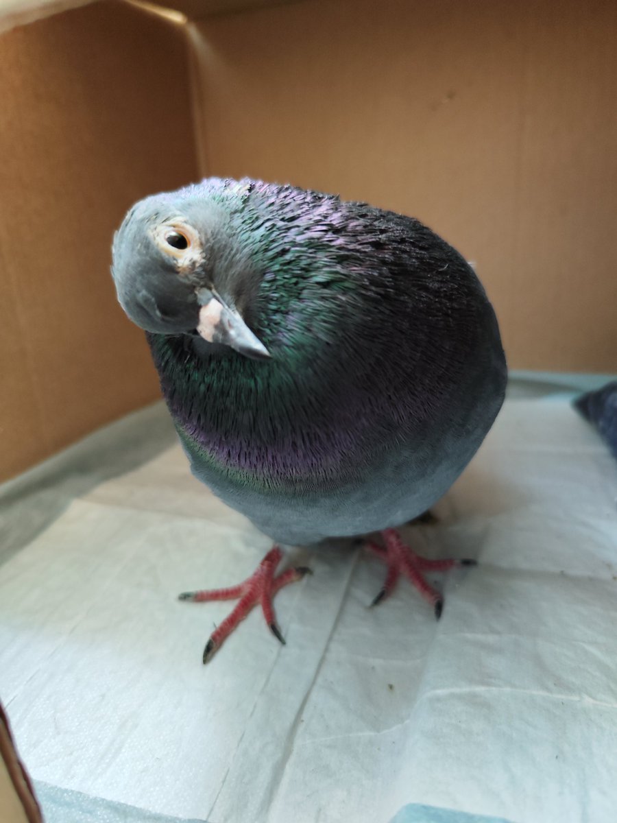 Aila 🎹 tweet media