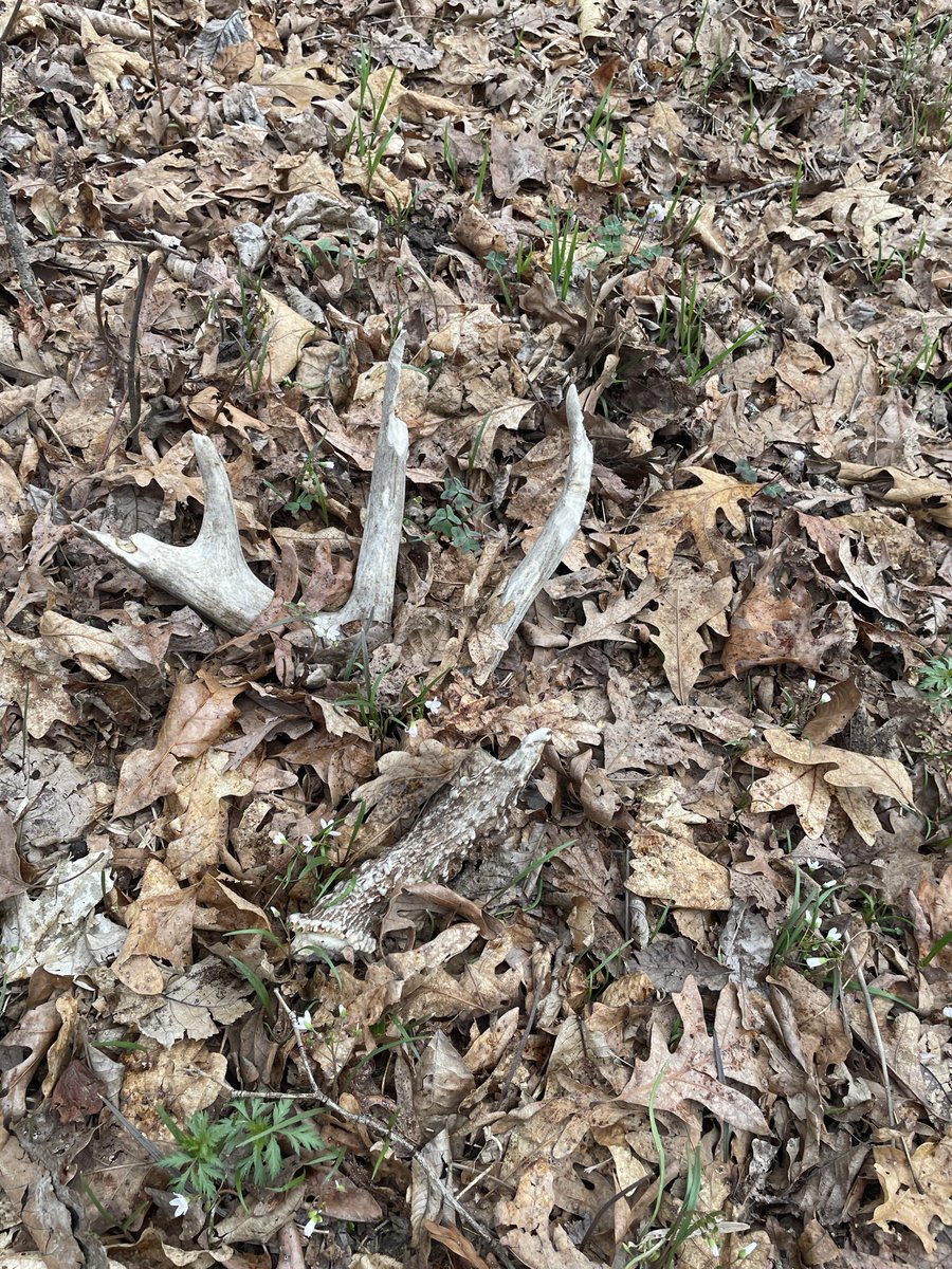 Chad Ward tweet media