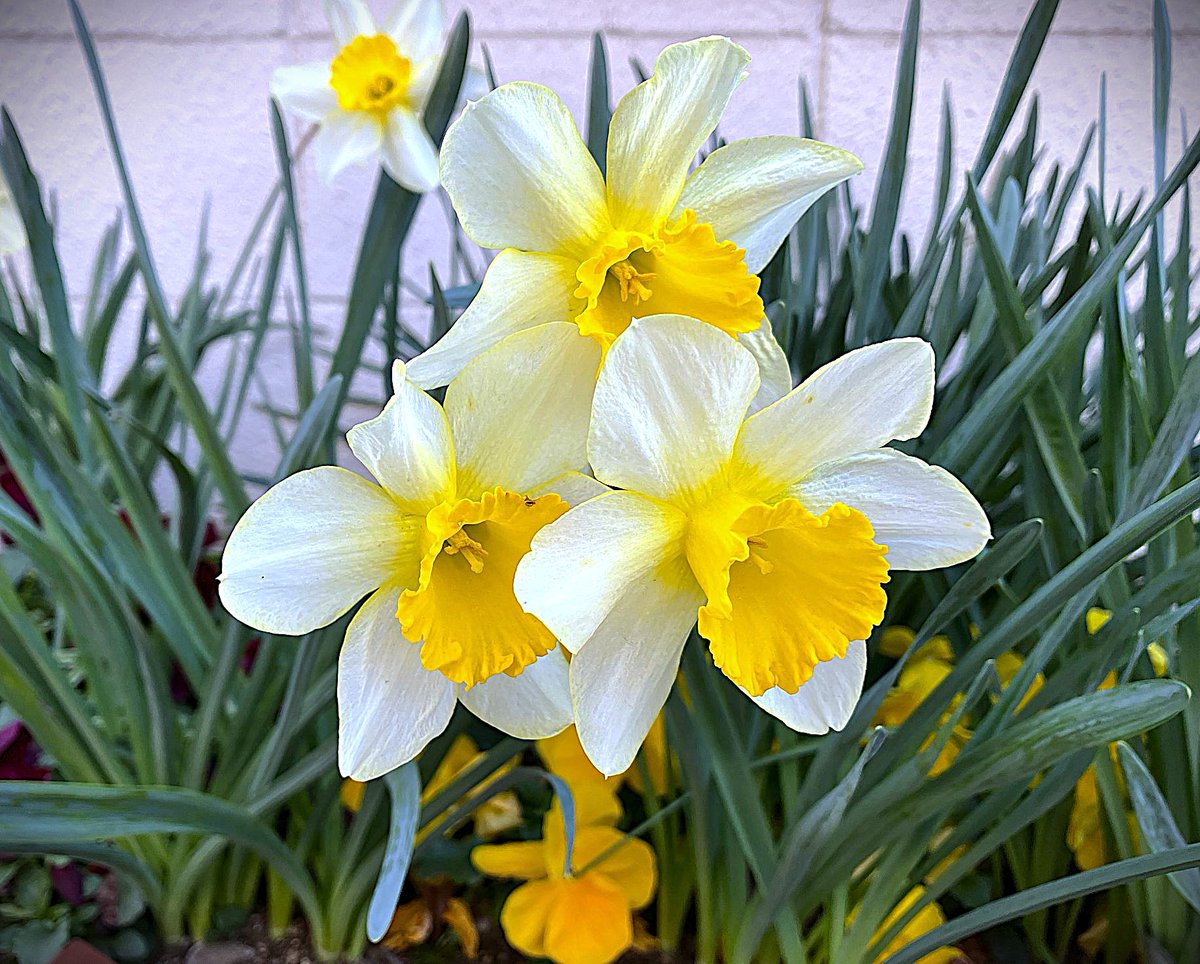 冨永 格（たぬちん） tweet media