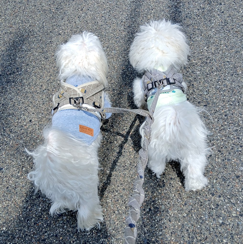 かこりん✨コンティニューキャリア/健康と仕事と人生と tweet media