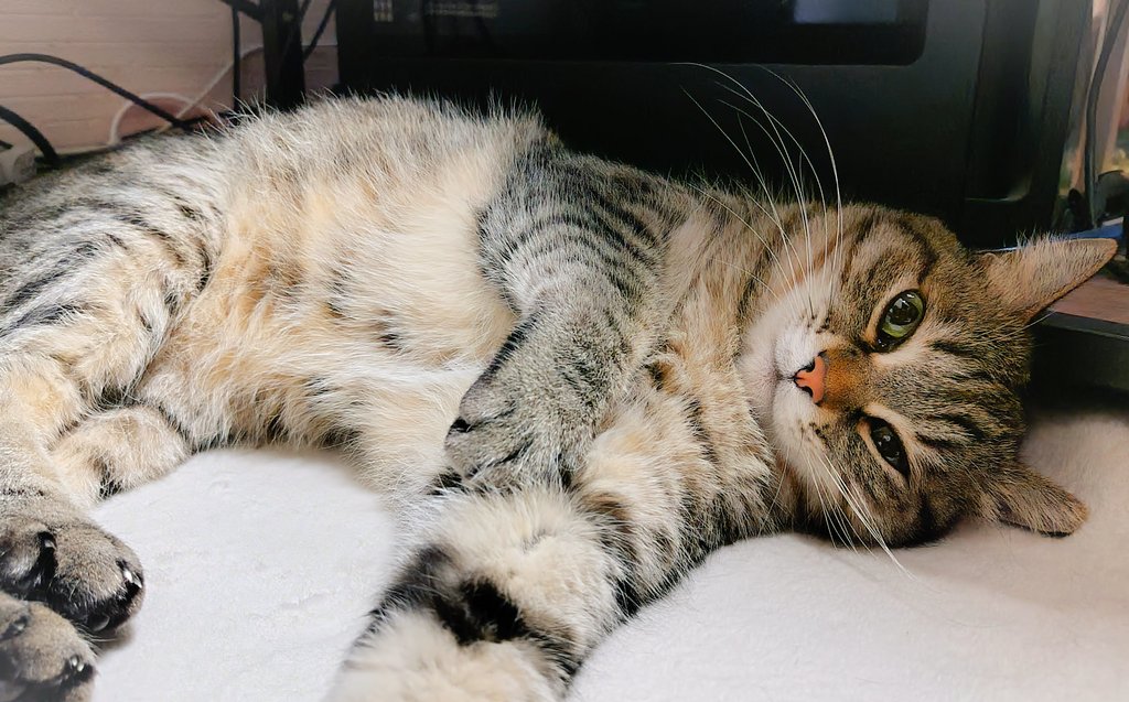 ゴロー🐾 tweet media