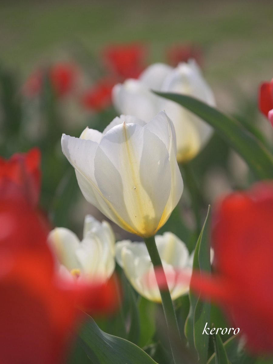keroro 🐾📸のんびりと🍀 tweet media