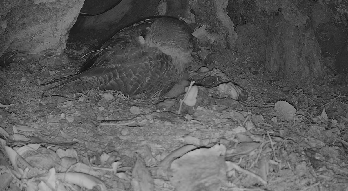 cute $rakiura is resting
youtube.com/watch?v=BfGL7A…