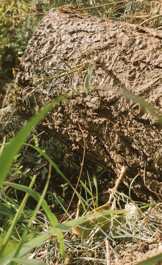joseveyn's tweet photo. Volver a la vida segun que especies de piceas son inmortales lescuesta mucho dejarnos.. פסח כשר ושמח https://t.co/7EH2dmeHWA
