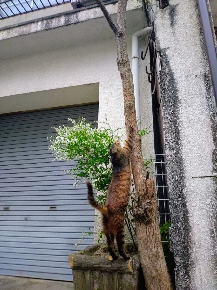 cococonokokoko tweet media