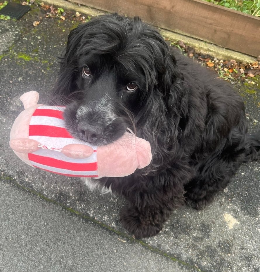 MakeChipsCount to Reunite Pets tweet media