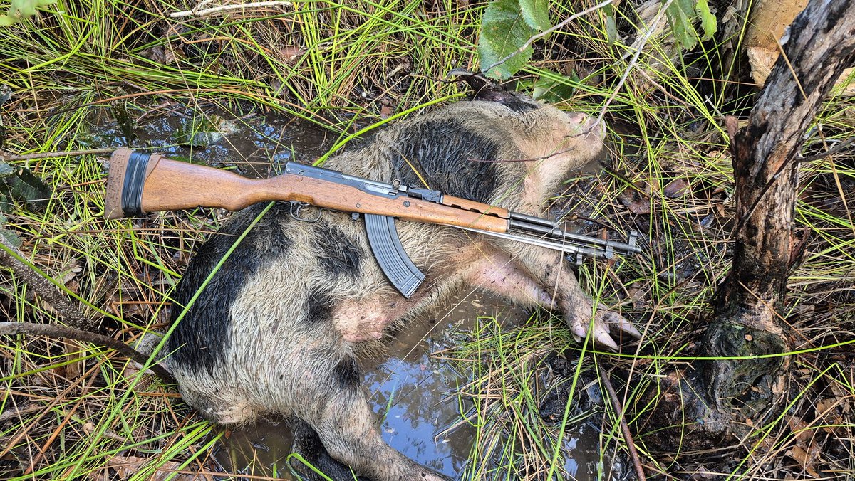 CanePigQLD's tweet photo. Handy bloke. He was a bit of a handful this fella the dogs end up dropping him and he charged me and tried raking me up the groin, the prick. I couldn't get behind him as he kept lining me up, luckily had no hooks from battling another boar.. Anyway we got him. #canepigqueensland https://t.co/5ENvTFZkGz
