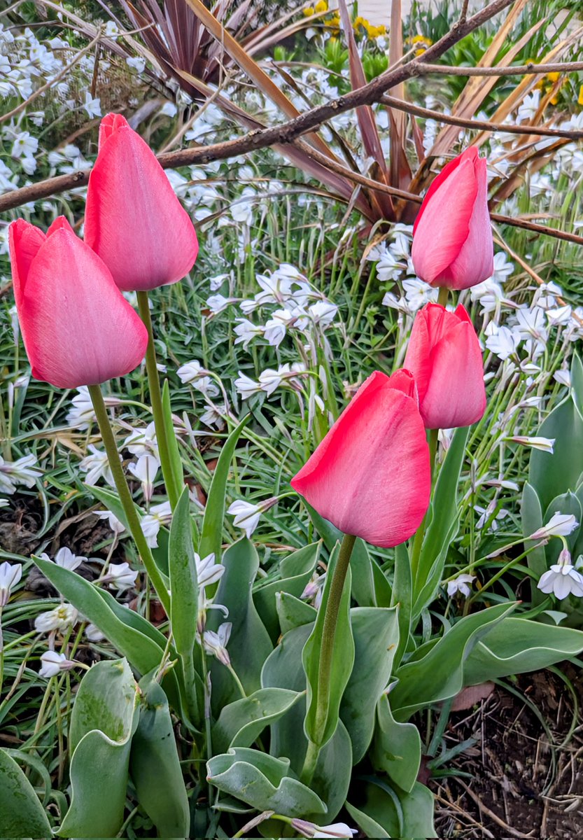 🇯🇵5151仙人の後輩🐟️🎣🎏🚐💨 tweet media