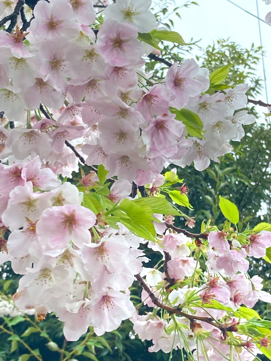 gurichannel(ぐりちゃんねる🍓) tweet media