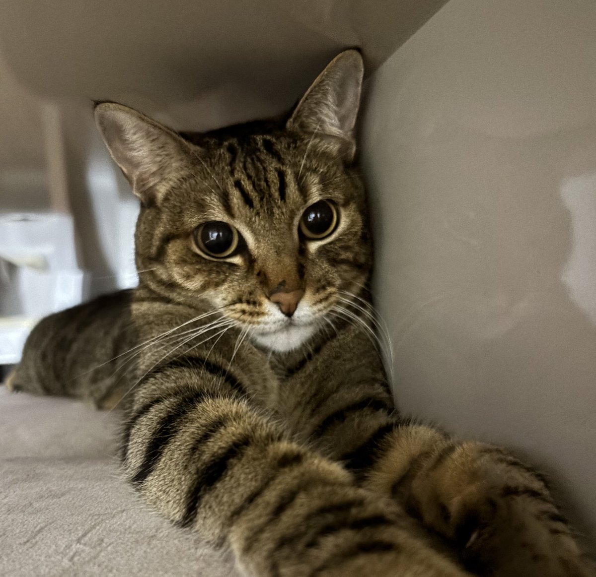 soso៹ 🌱 ANOTHER DIMENSION tweet media