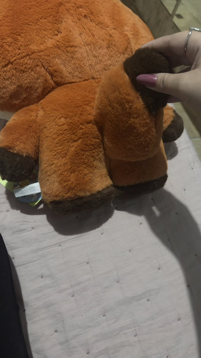 𑣲 anália tweet media