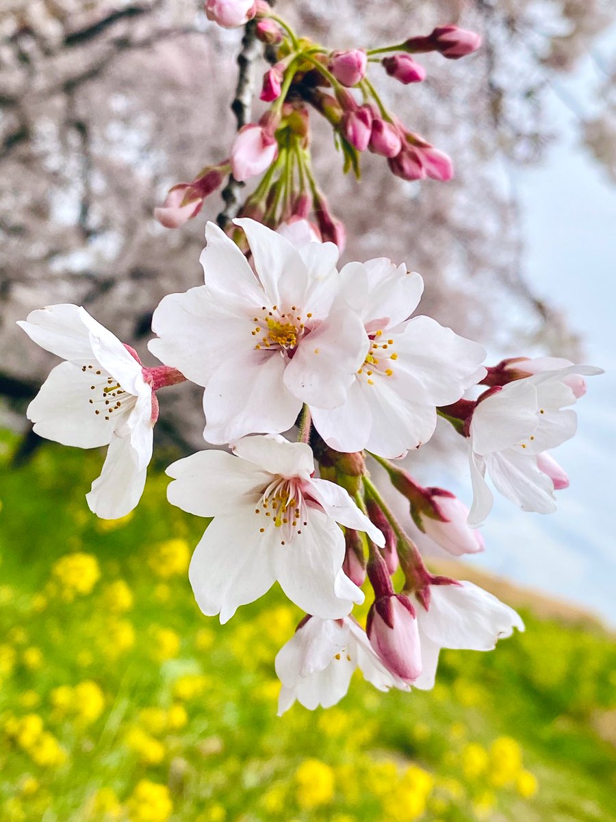 *𝚙𝚊𝚗𝚍𝚊*♥️🐾プチ写真館🧸優しい繋がりに心から感謝🫶🏻🩷 tweet media