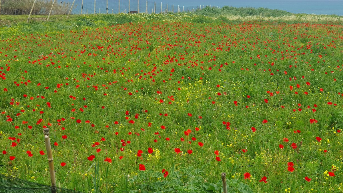 The Orion Man tweet media