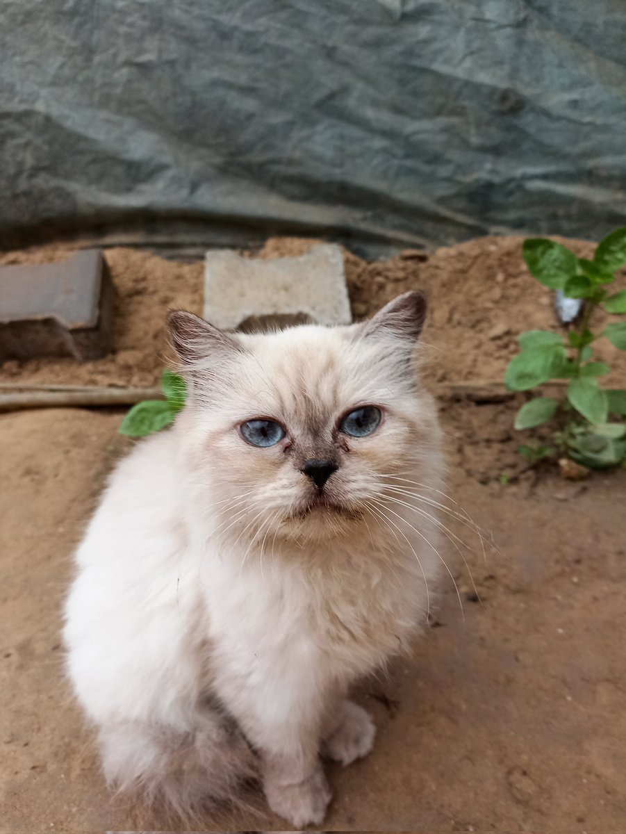 🍉🍉Namir Qasim tweet media