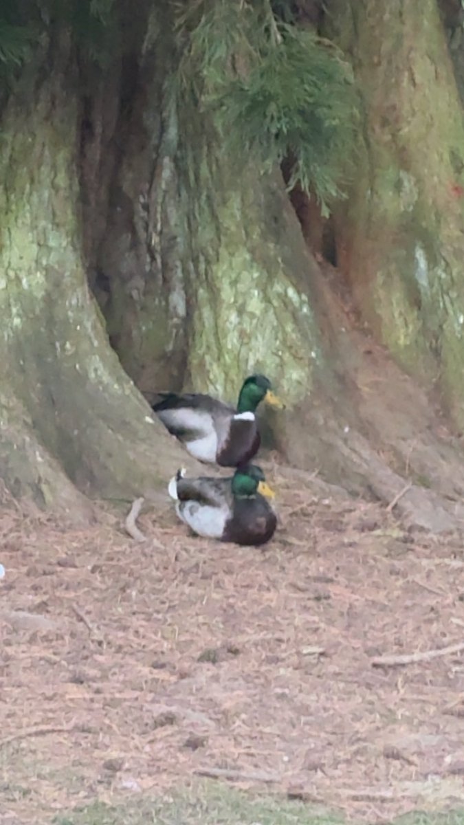 RussJRBrugge's tweet photo. had a walk today and saw these ducks might come back another day this week with a loaf of bread will probs be thursday i can do this so stay tuned #ducksofX https://t.co/or20UuJilY