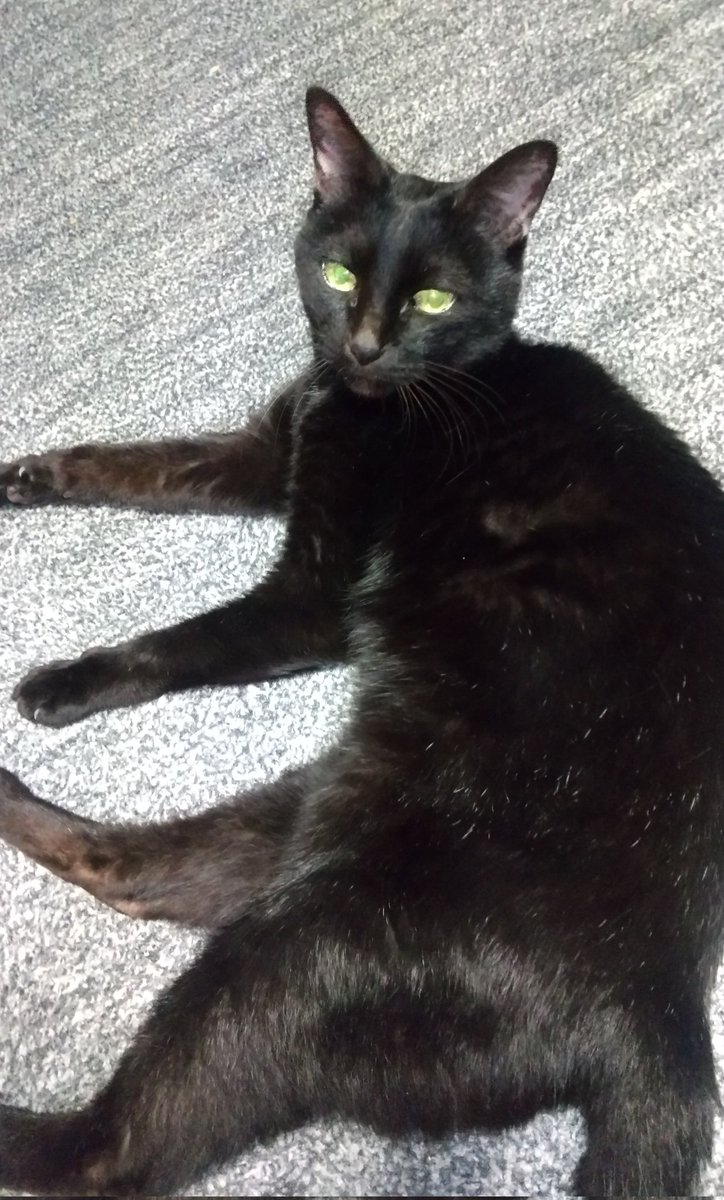 フリーダムtsuyoshi🐈‍⬛🎶🎸 今日もボチボチと🫱 tweet media