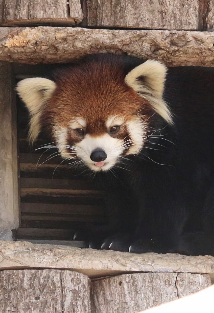 かりん tweet media