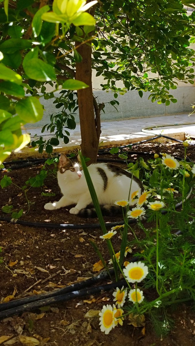 یگونه 🇮🇷 tweet media