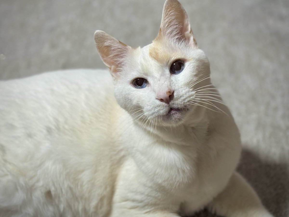 てんてん tweet media