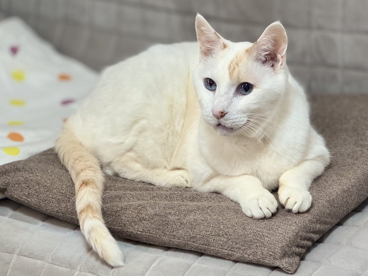 てんてん tweet media