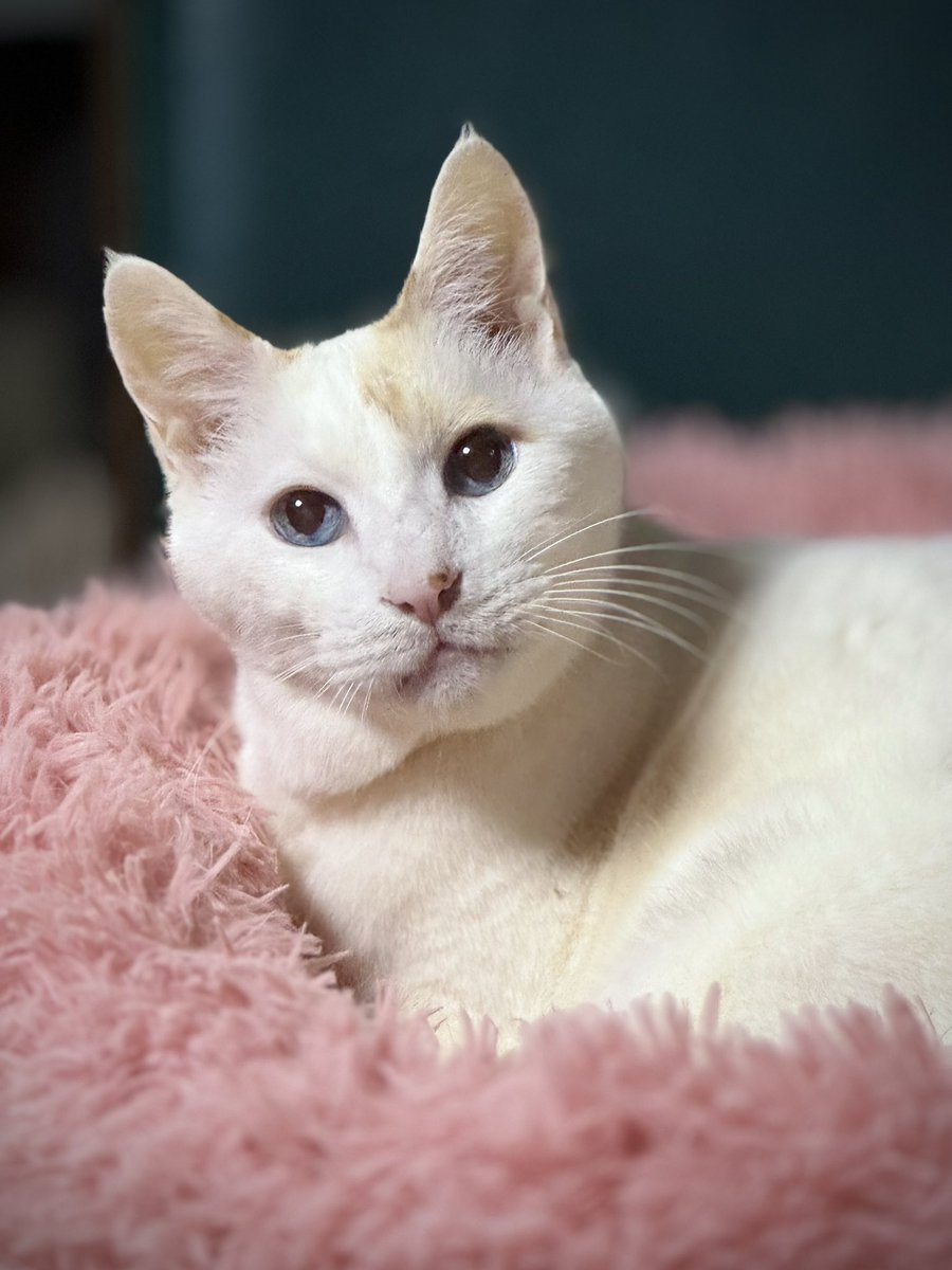 てんてん tweet media