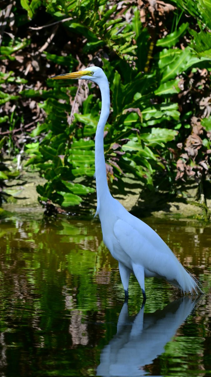 CharlieDAngeloX's tweet photo. Great Egret. 
#GranHermanoGeneraciónDorada #CaminoDeSantiago Kendall Kylie Kelly Korea Japan Sapporo Sweden Photography Florida USA UK 
Tesla NVDA Apple J-Hope BTS #srchafreen‌ Sabrina https://t.co/D6rRfEEzTL
