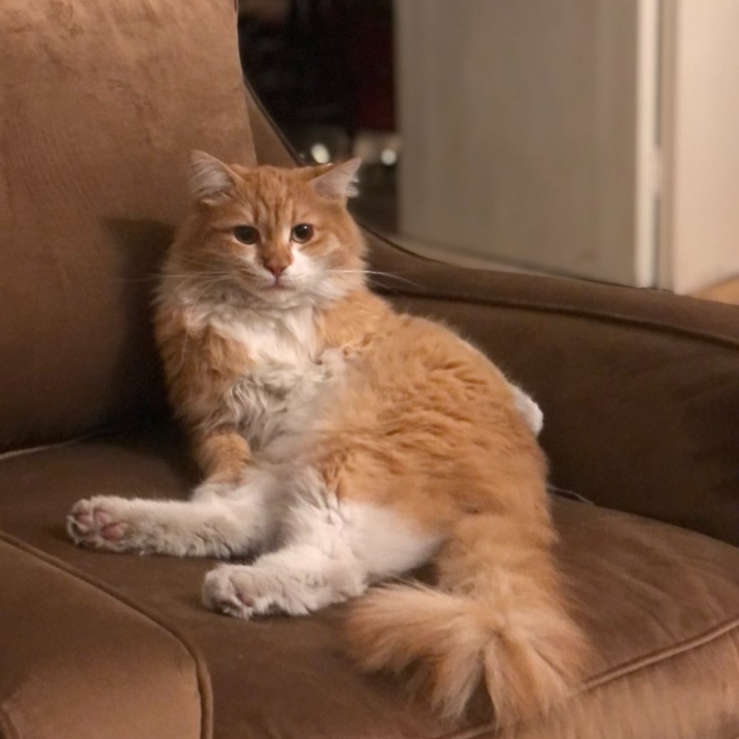 فِرمیس tweet media