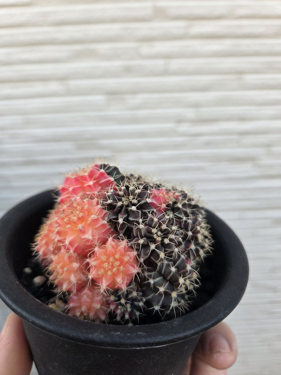 ローリー tweet media