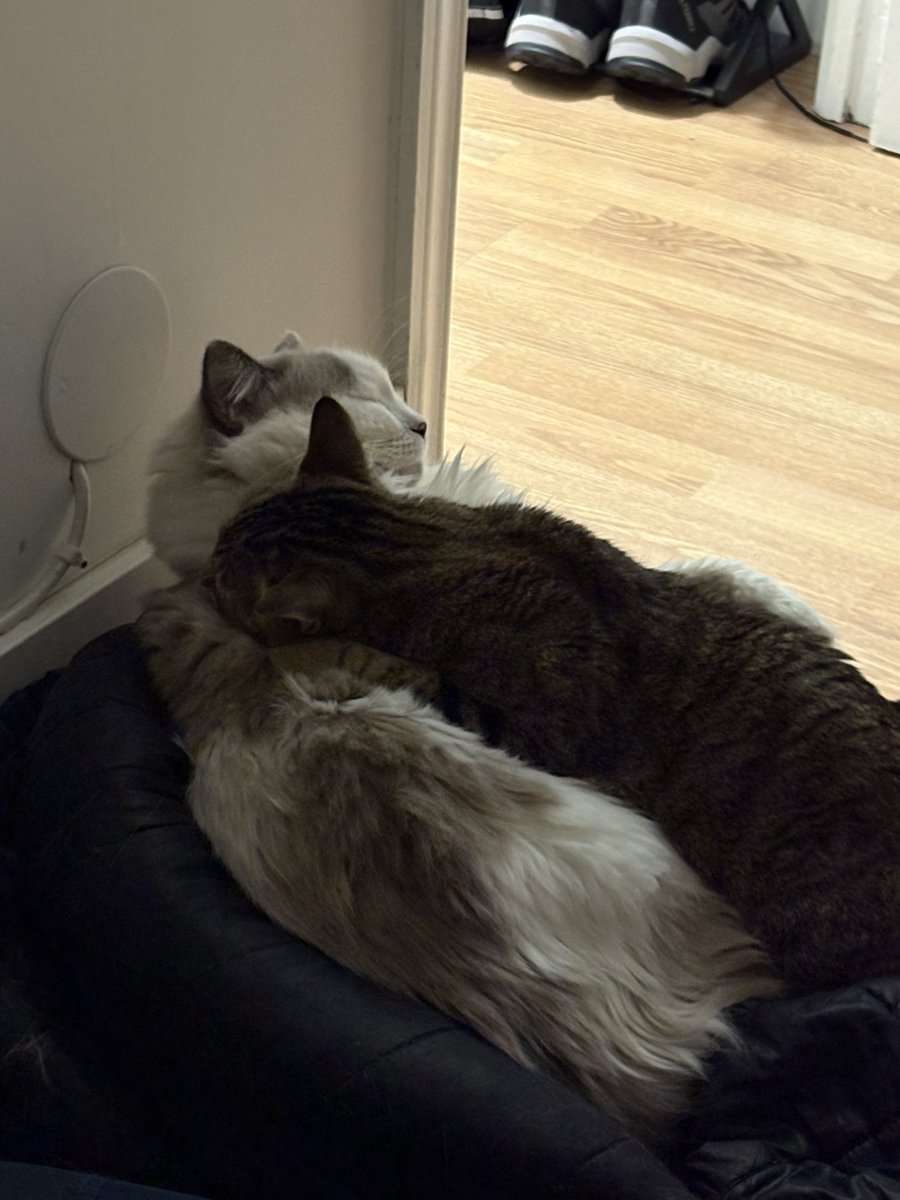 Eugenia Estefanía tweet media