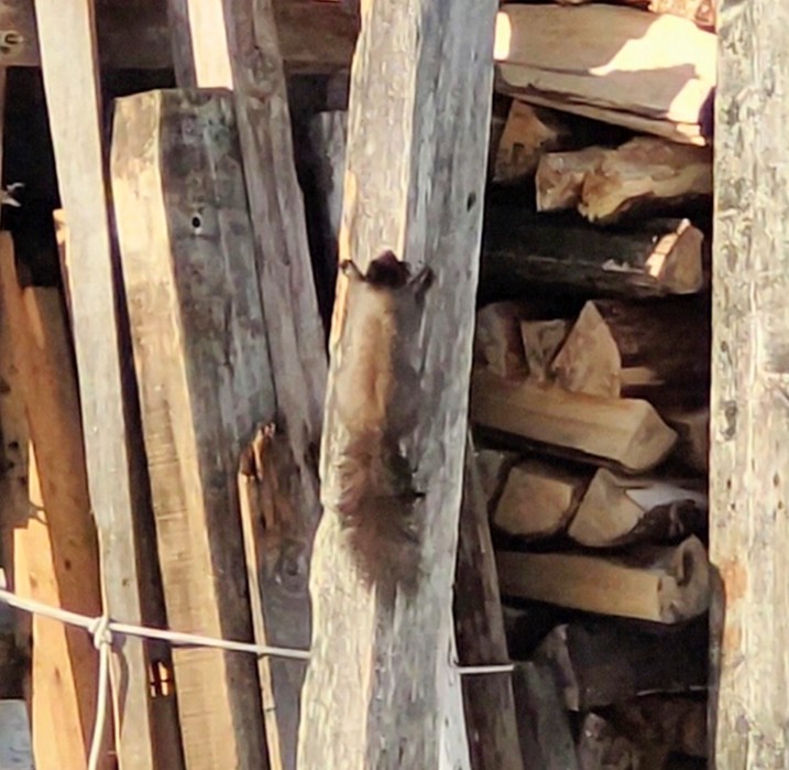 北乃 KITANO🪡🧵和布リメイクちいさなものたち tweet media